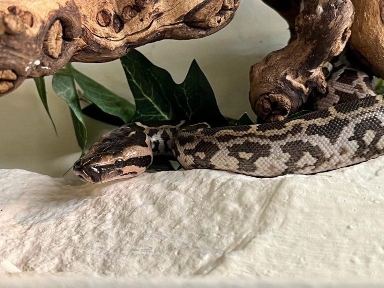 Nachwuchs bei unseren Tigerpythons (Python molurus pimbura ...